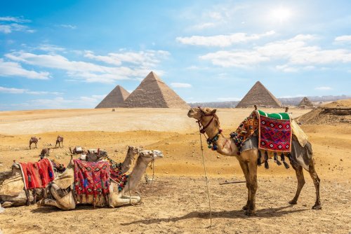 Family Of Camels In Front Of The Pyramids Of Giza, Egypt
