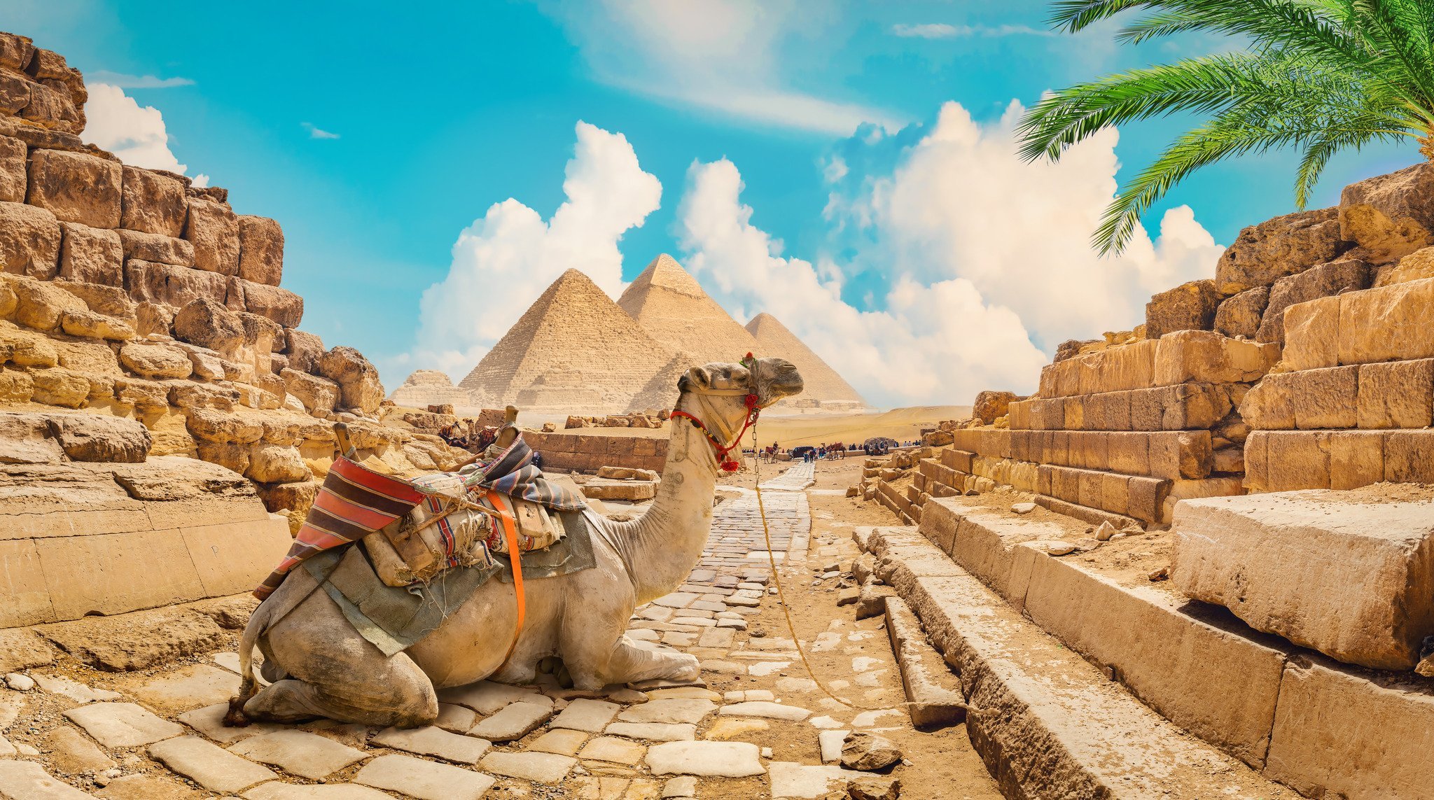 Camel Sitting In Front Of Giza Pyramids