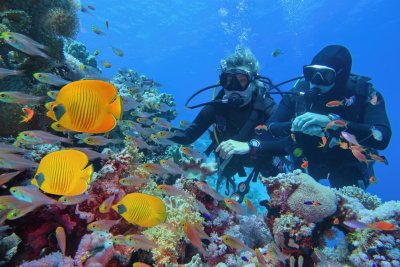 24 Hours In Aqaba Red Sea Nature Diving