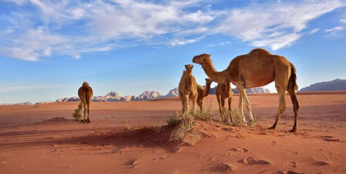 Jordan For The Whole Family – Also In The Desert