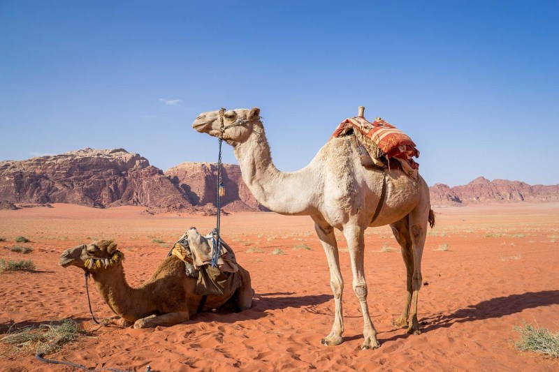 Visit Wadi Rum For Your Perfect Jordan Vacation