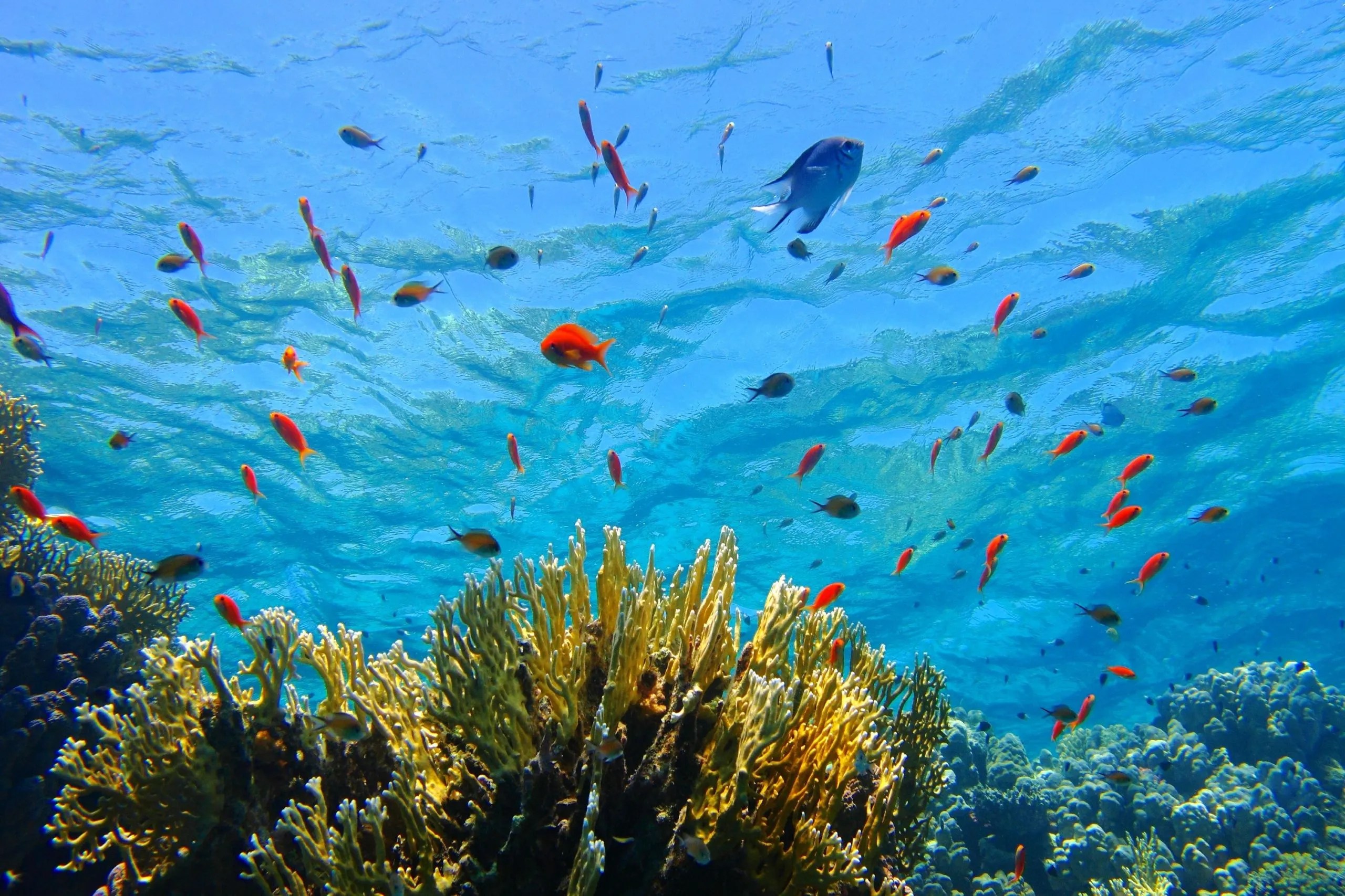 Red Sea Cruise & Snorkeling Experience From Aqaba3