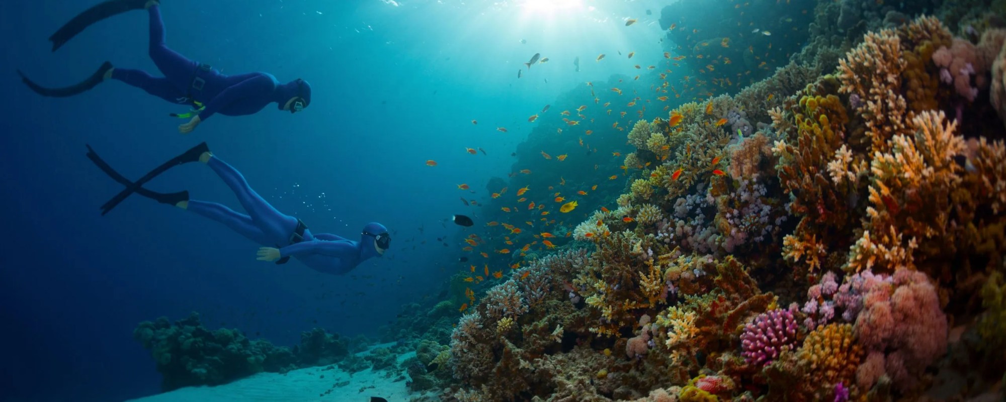 Red Sea Cruise & Snorkeling Experience From Aqaba Fishes Jordan